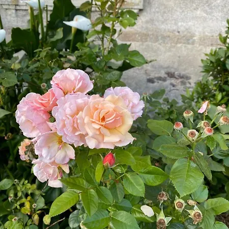 Chateau De St-fulgent, La Tour * Saint-Fulgent