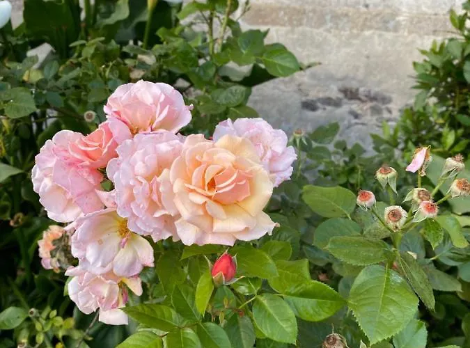 Chateau De St-fulgent, La Tour * Saint-Fulgent